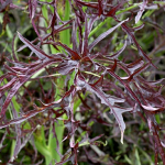 Asia Salat – Purple Frills