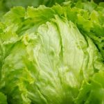 Eissalat