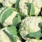 Karfiol - Neckarperle