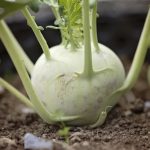Kohlrabi Delikatess Witte