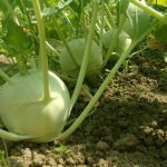 Kohlrabi Superschmelz