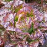 Kopfsalat - Merveille des quatre saisons
