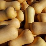 Moschuskürbis