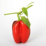 Paprika Yolo Wonder