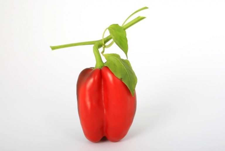 Paprika Yolo Wonder FarmerWiki by Farmer Panorama Online Shop