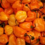 Pfefferoni Habanero orange