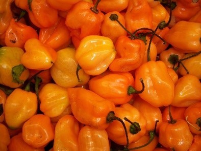 Pfefferoni Habanero orange