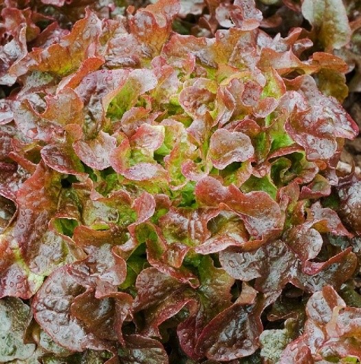 Lactuca sativa  Pflücksalat 5000 5.000 Samen Blattsalat Red Bowl 