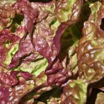 Pflücksalat Lollo rosso