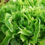 Pflücksalat - Till