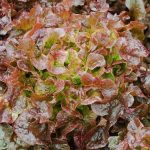 Pflücksalat - Red salad bowl