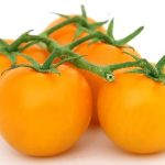 Tomate - Auriga