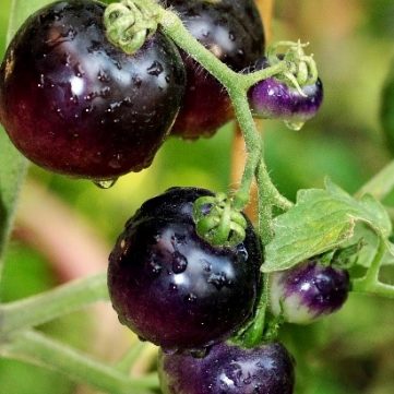 Tomate - Black CHerry