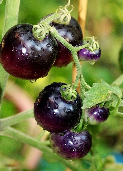 Tomate - Black CHerry