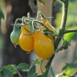 Tomate - Dattelwein