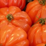 Tomate - Fleischtomate Marmande