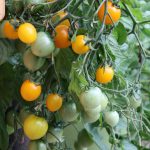 Tomate - Gelbe Johannisbeere