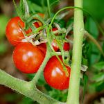 Tomate - Resi