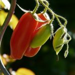 Tomate - San Marzano 2