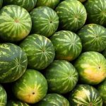 Wassermelone