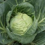 Weißkraut - Türkis