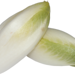 Zichoriensalat - Zuckerhut