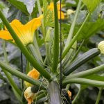 Zucchine Black Beauty