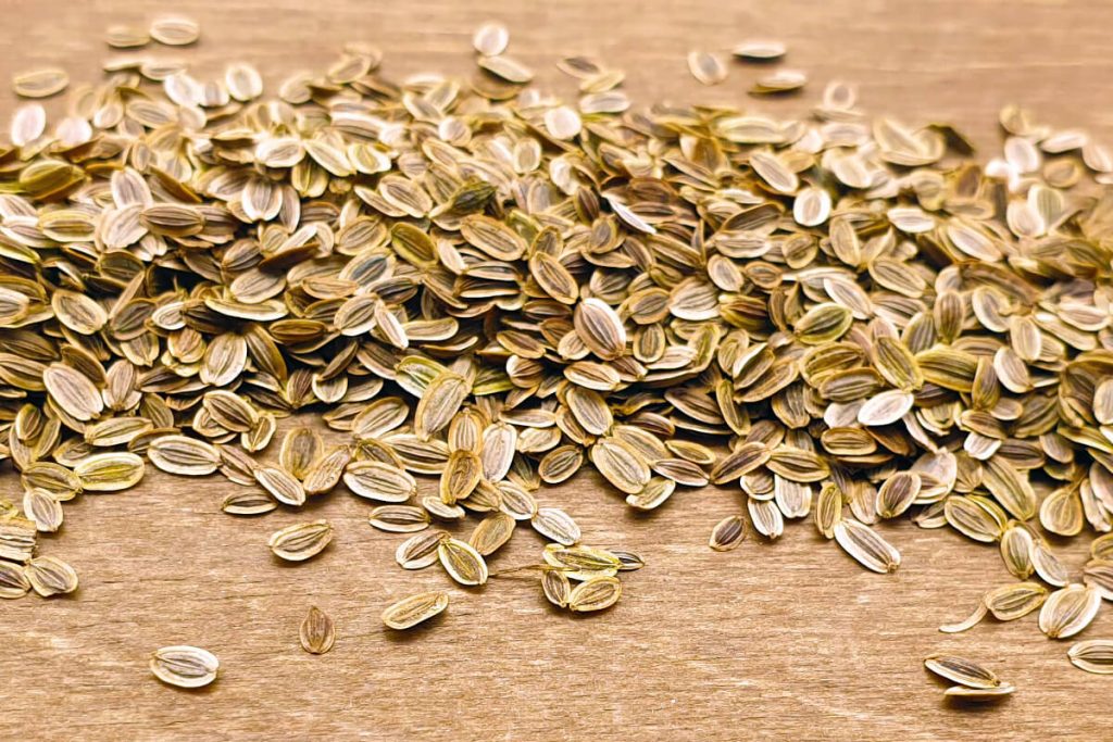 Dill - Tetra