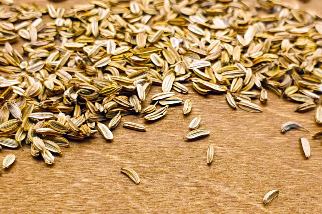 Knollenfenchel - Selma