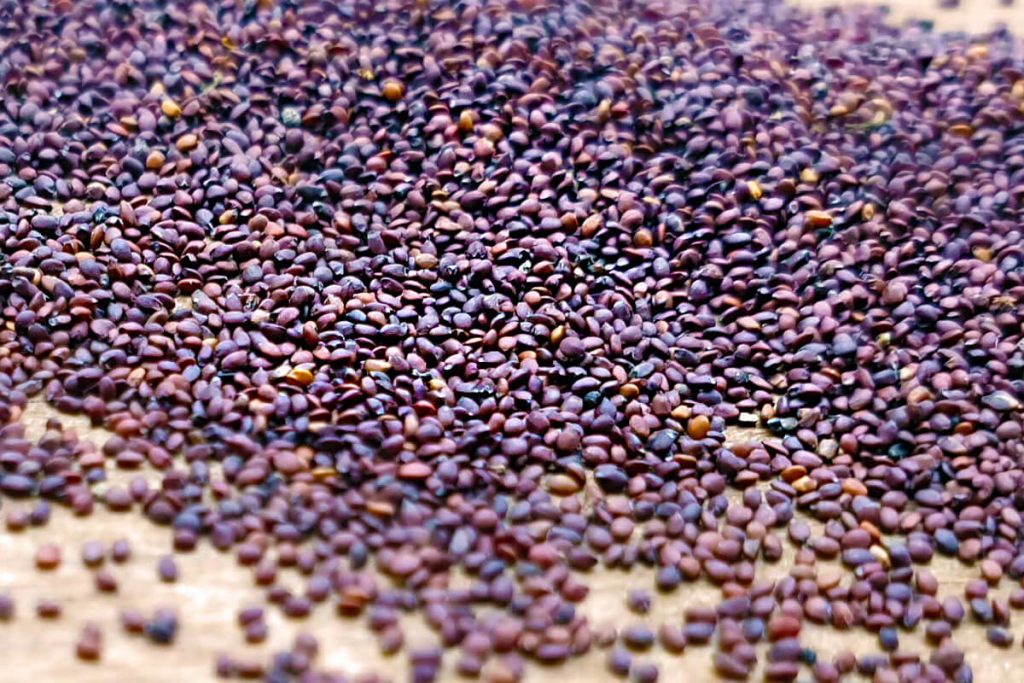 Oregano - Griechischer