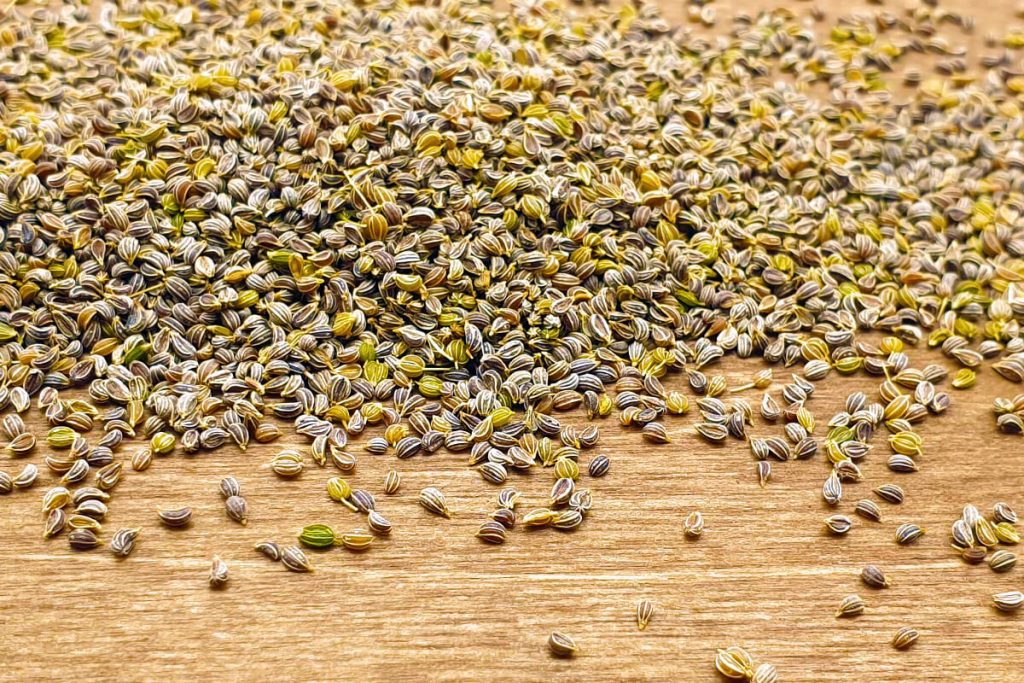 Petersilienwurzel - Halblange