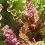 Kopfsalat - Wintermarie